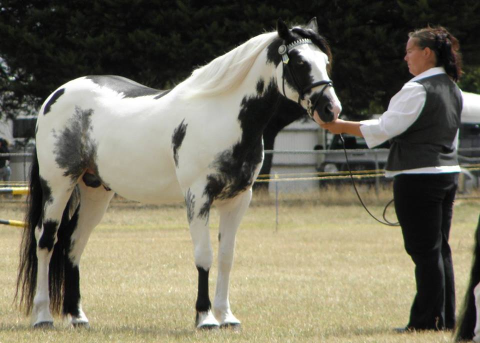 Clydesdale x Overo Paint